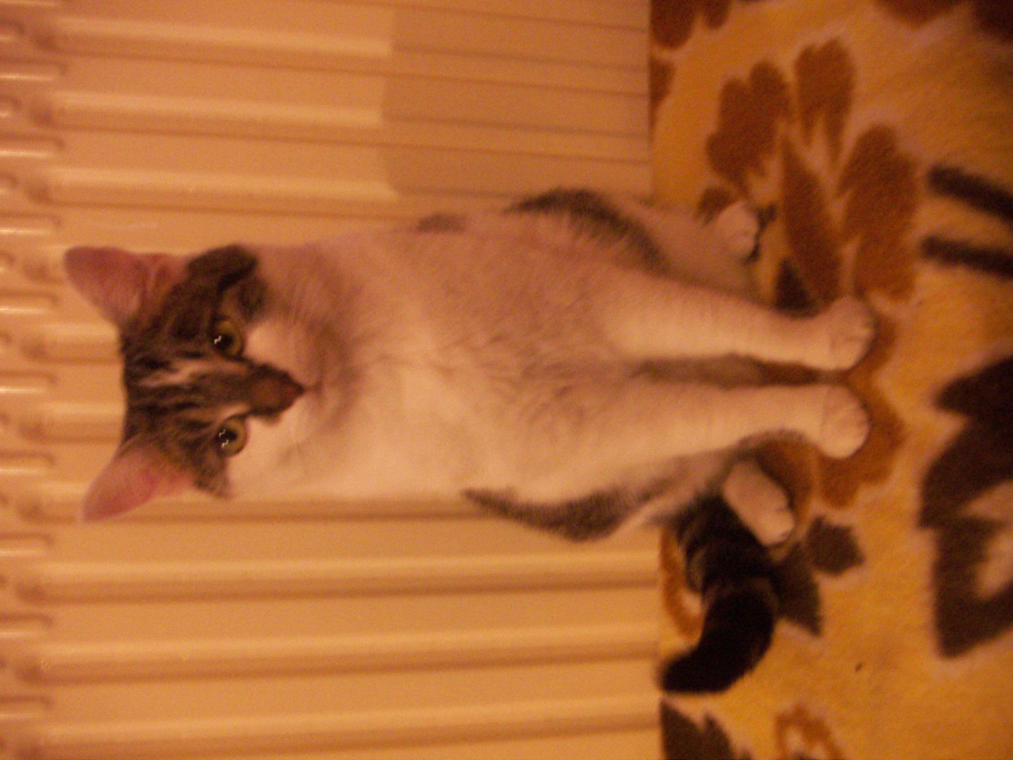 PICT0101.JPG