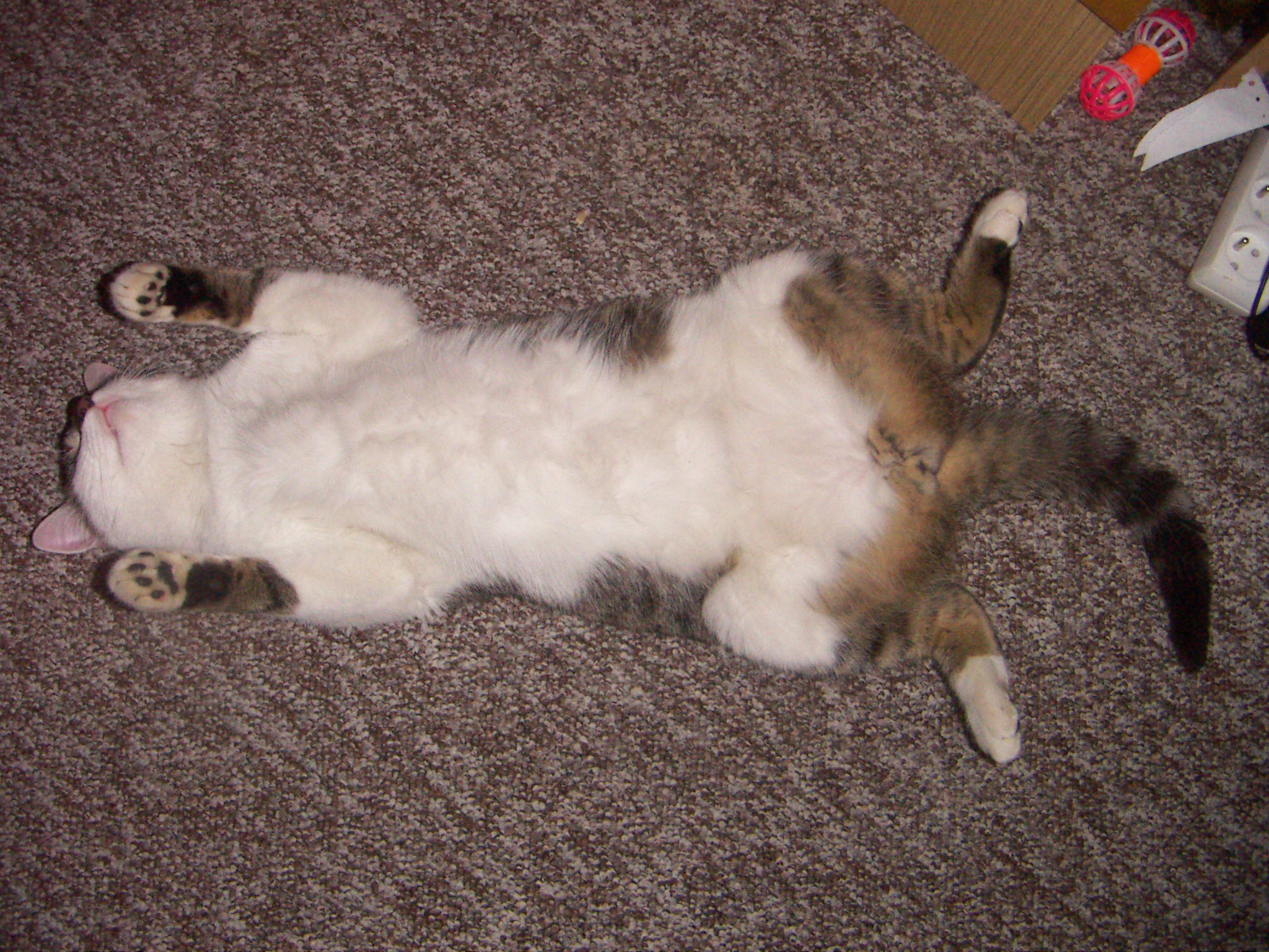 PICT0040.JPG