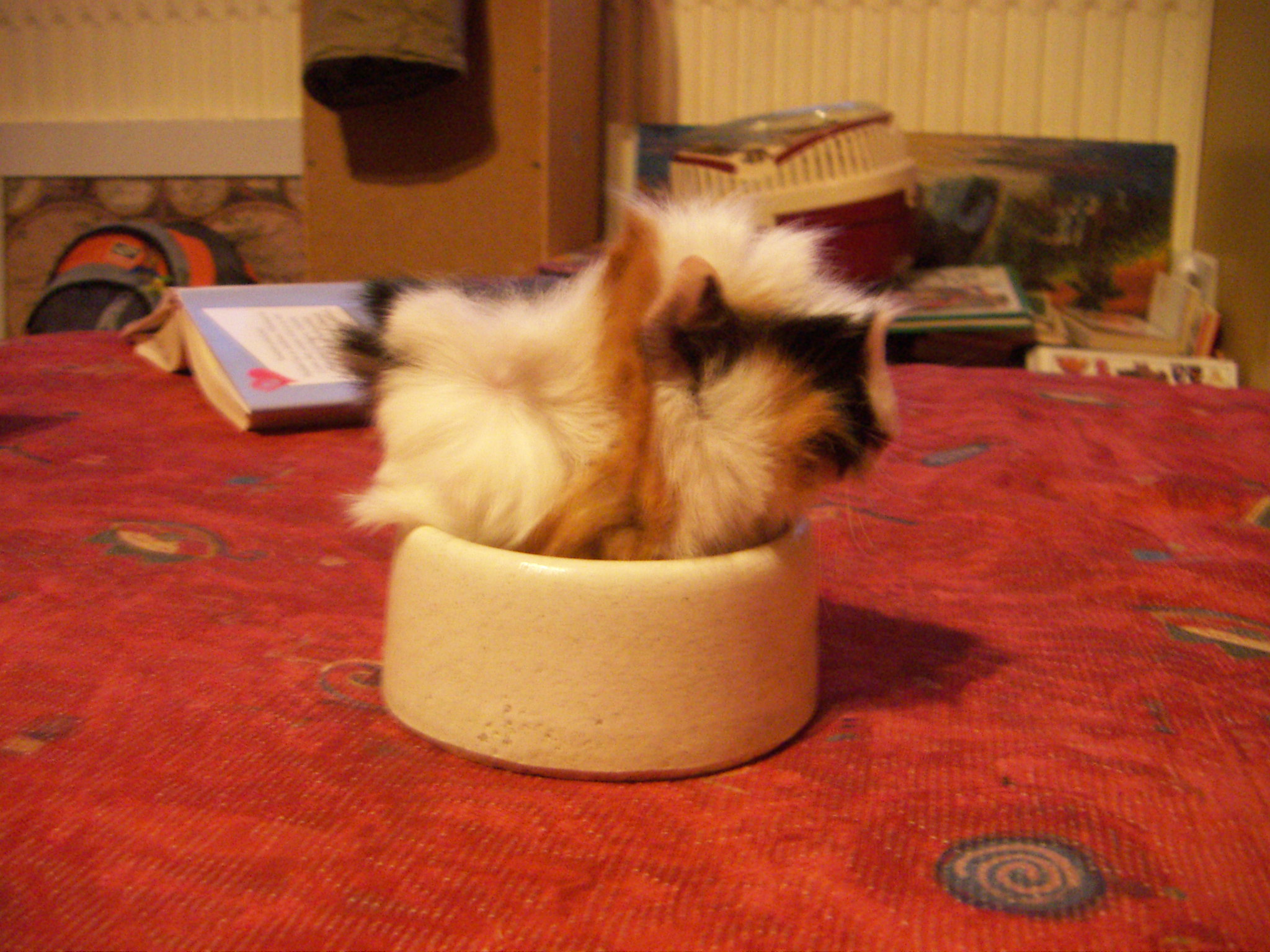 PICT0529.JPG